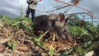 Le rat : nouvelle arme pour nettoyer les champs de mines. Publié le 08/12/11